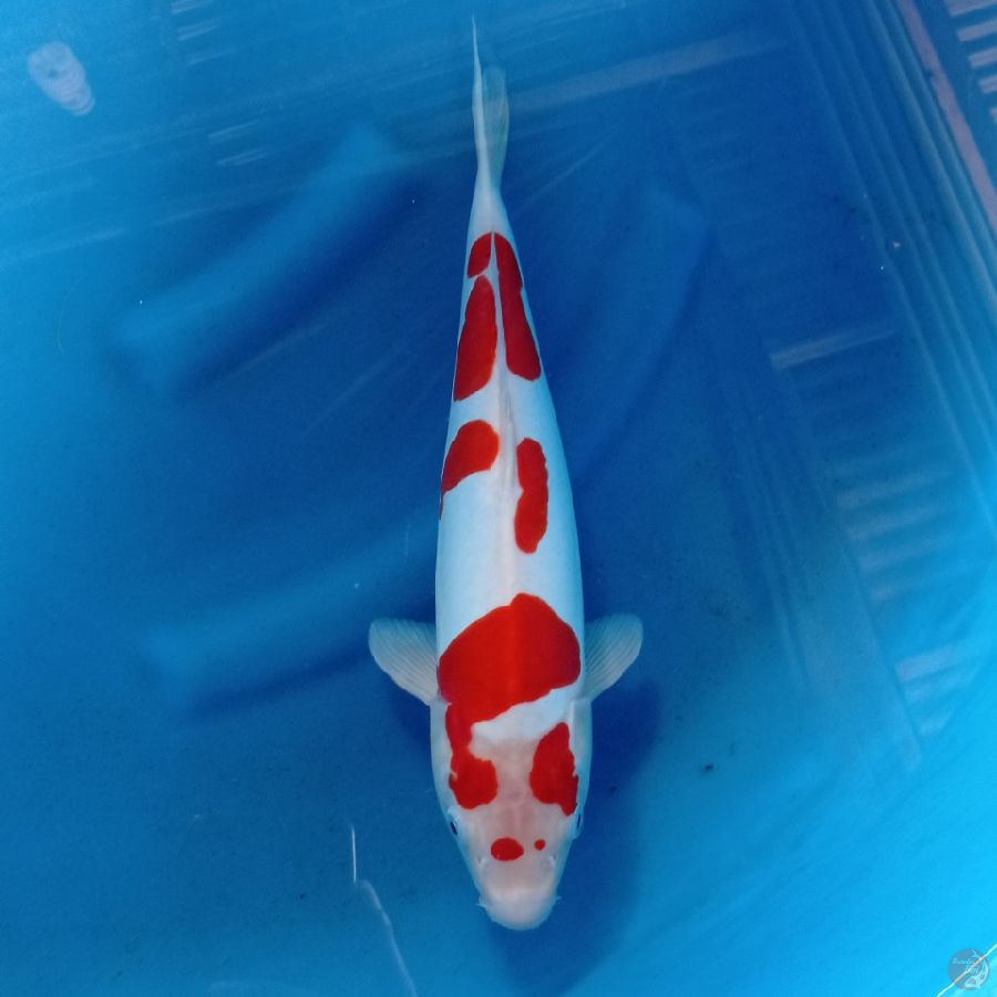 KOHAKU DOITSU MURNI 33 CM SQ