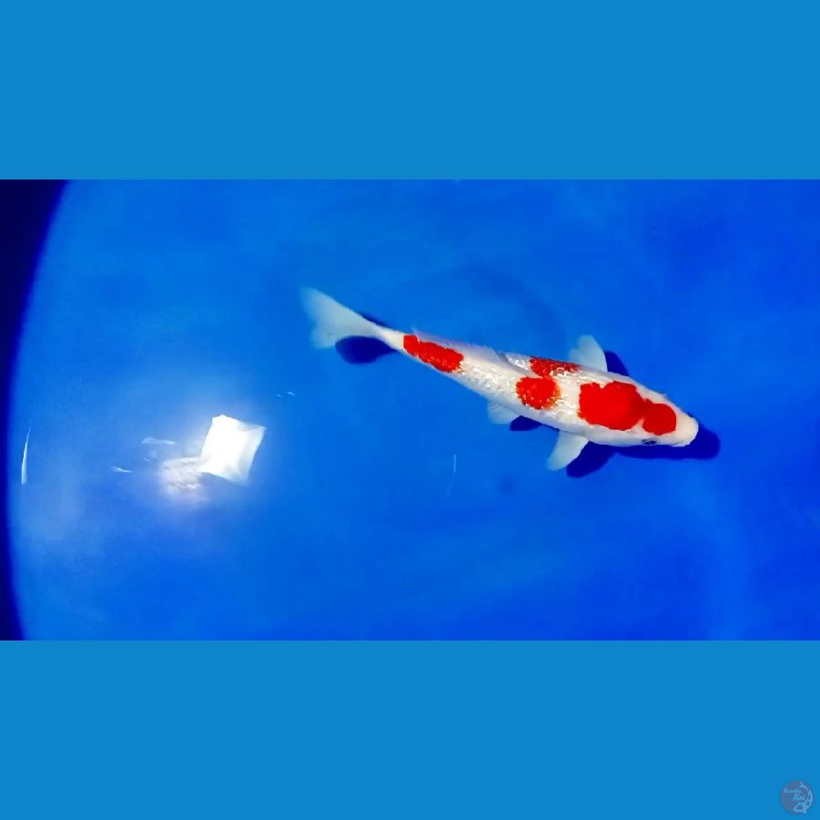 KOHAKU GINRIN 28 CM MALE