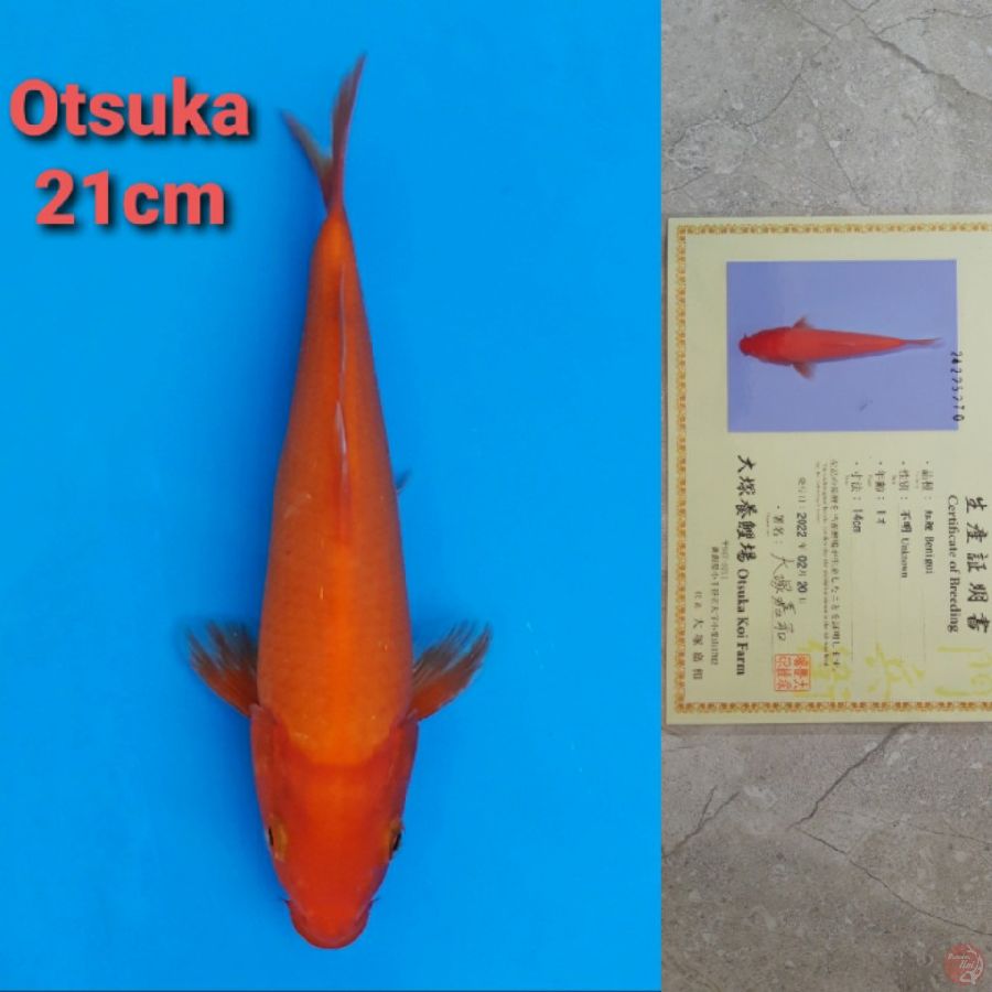 OTSUKA BENIGOI 21CM
