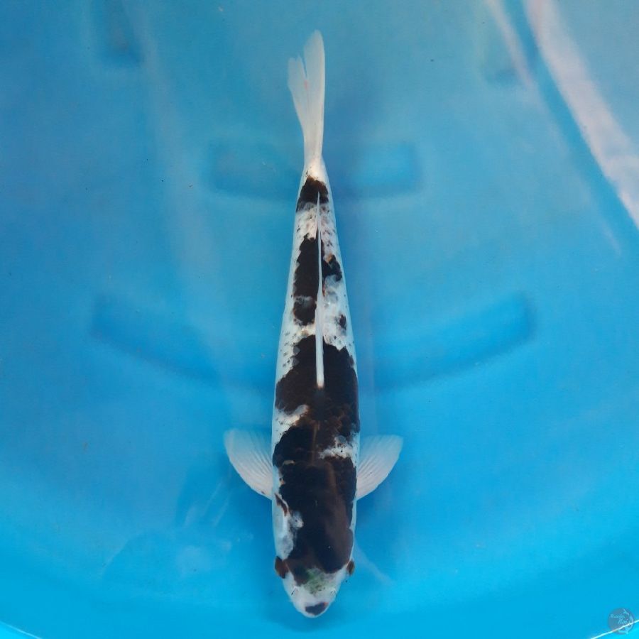 Budo Goromo 38cm Male