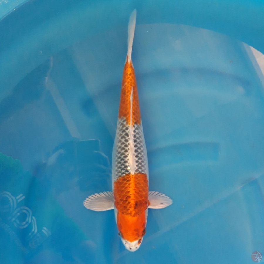 Kujaku Male 41cm