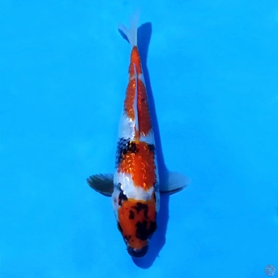 9. GINRIN SHOWA 25 CM FEMALE