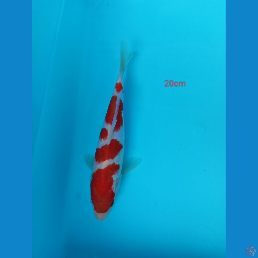 kohaku sq 20 cm