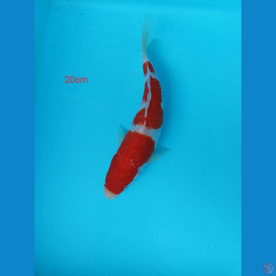 kohaku 20cm