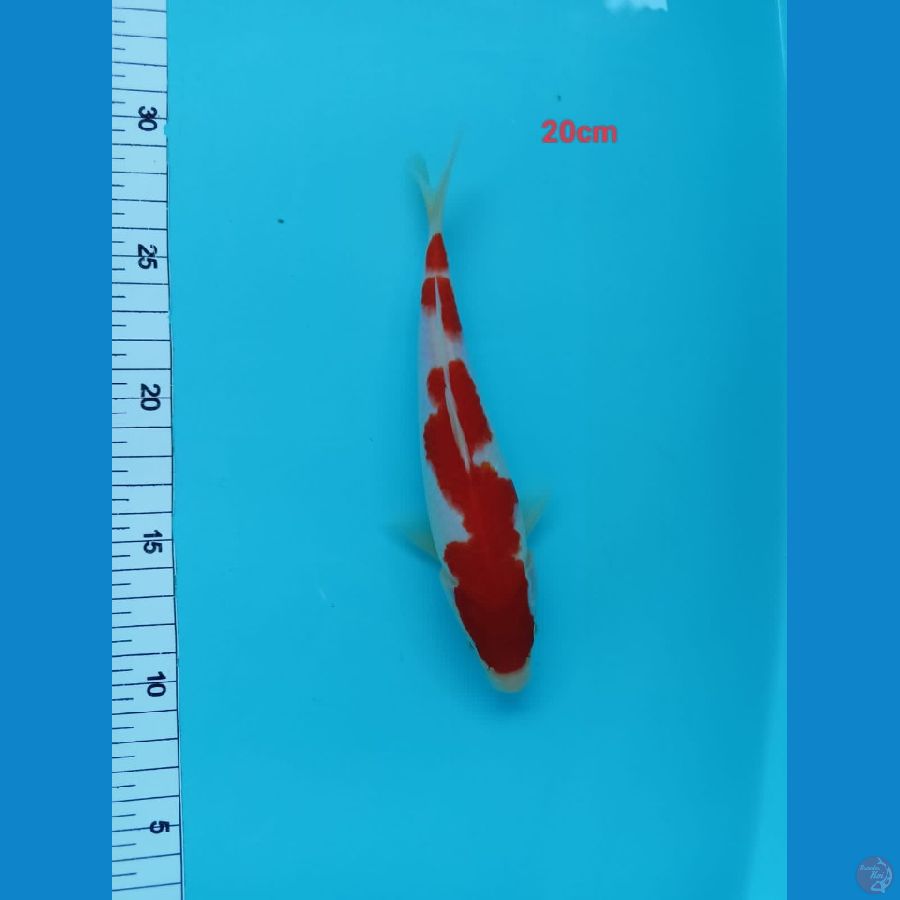 KOHAKU 20cm