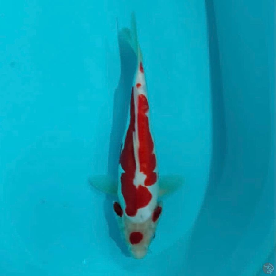 doitsu kohaku 30cm