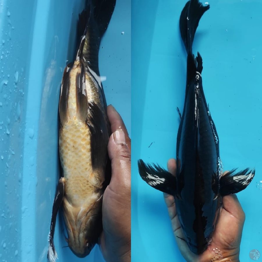 kumpay karusu hitam pekat // 36cm