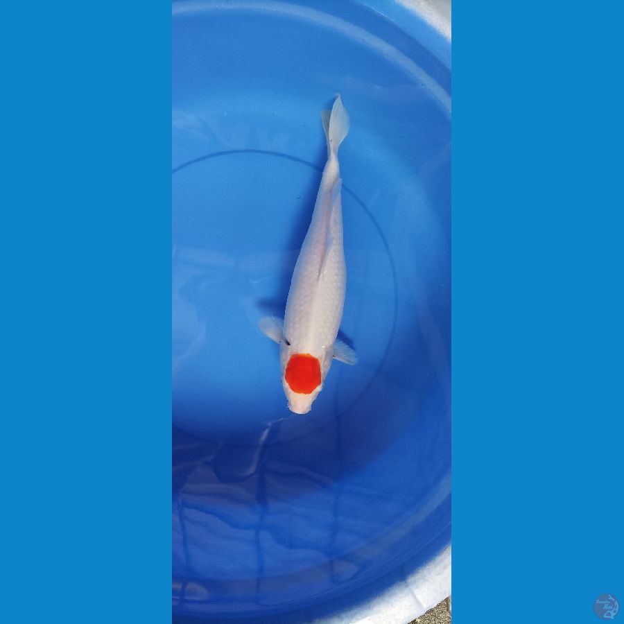 tancho kohaku 41 cm