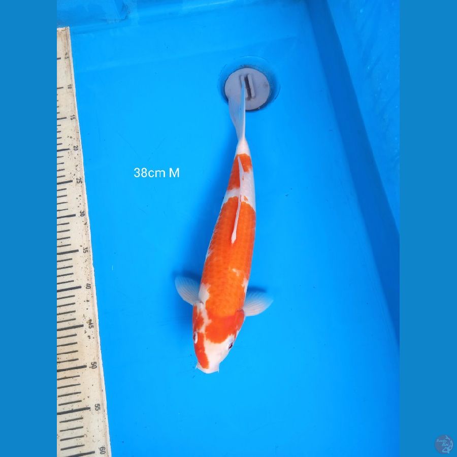 kohaku 38cm M