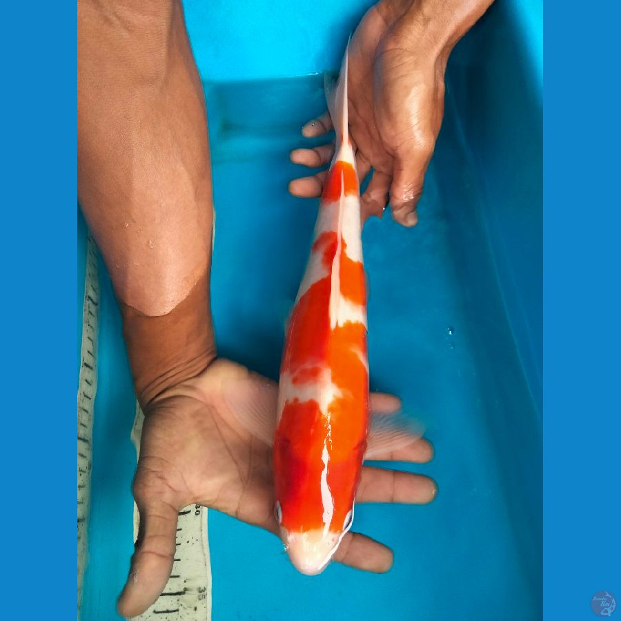 kohaku 36cm male