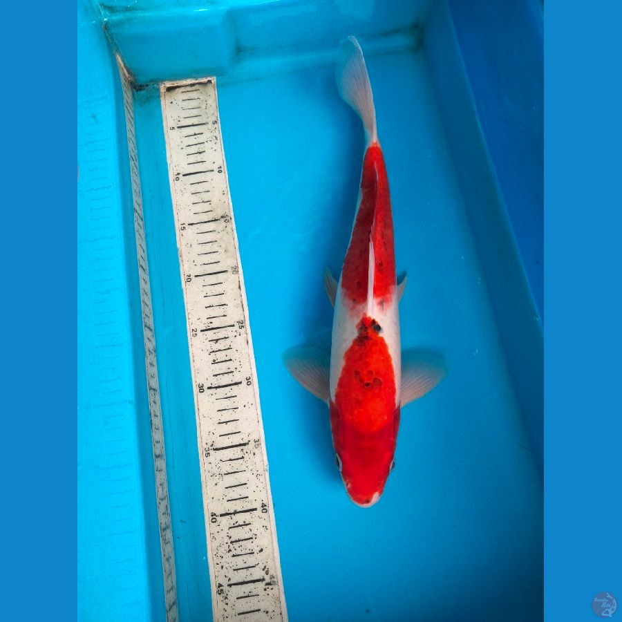 goshiki 40cm male