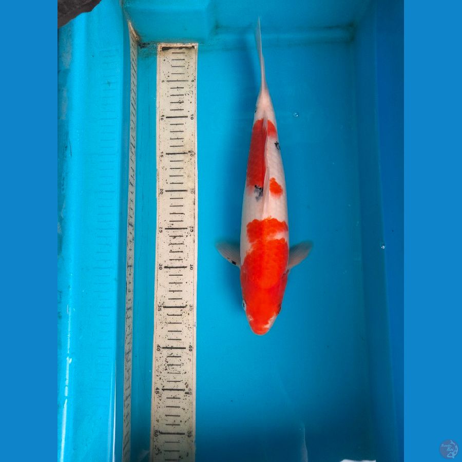 sanke 37cm female