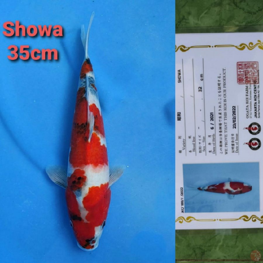 OGATA SHOWA 35CM