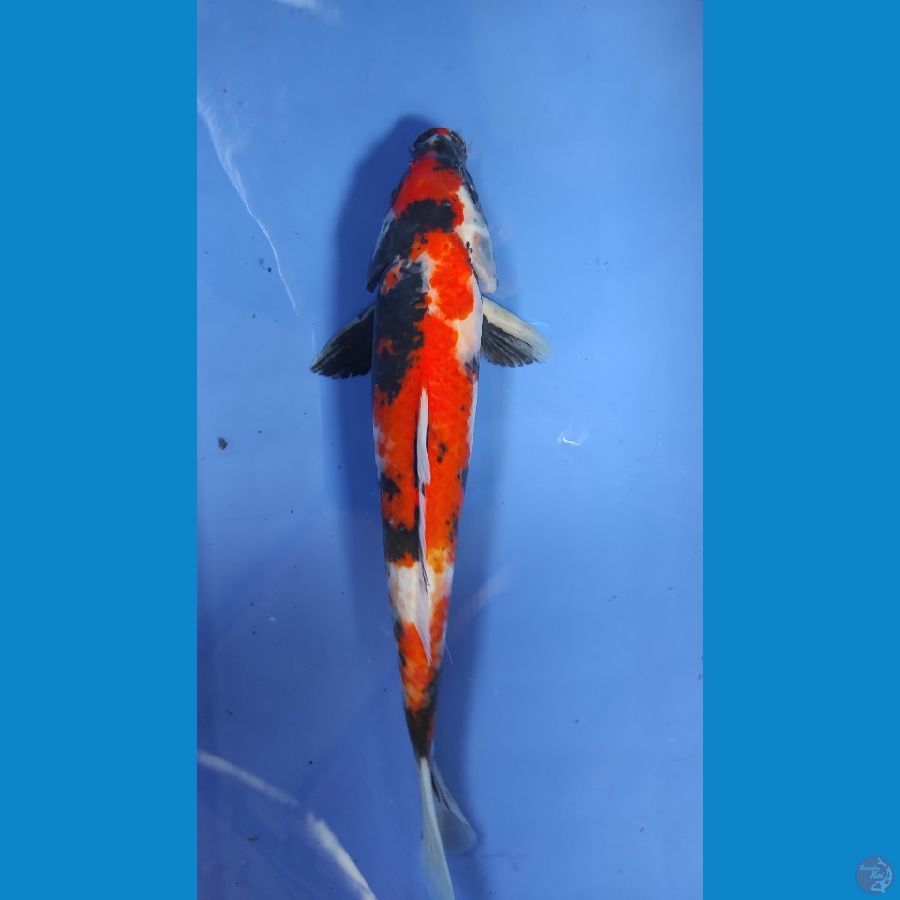 showa 32cm