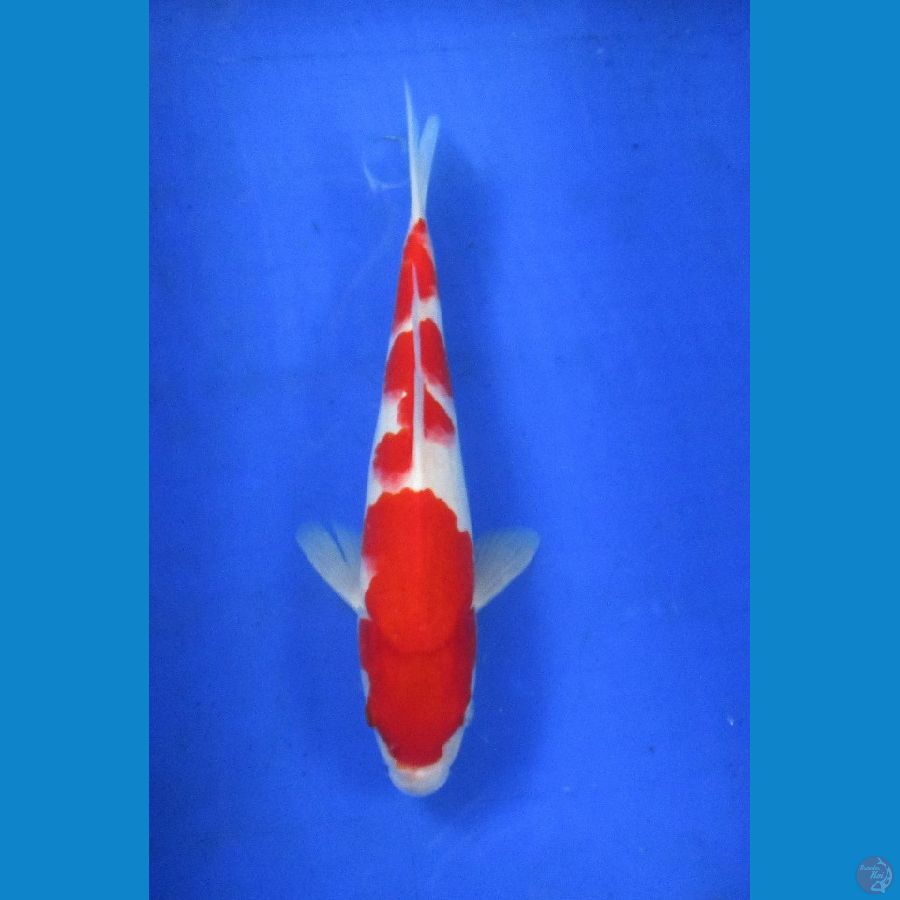 kohaku ±30cm