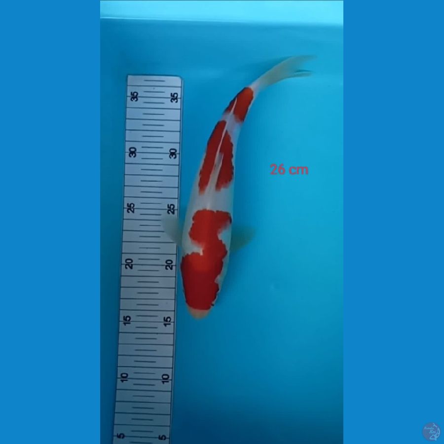 KOHAKU 26cm