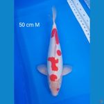 kohaku male 50 cm bulki