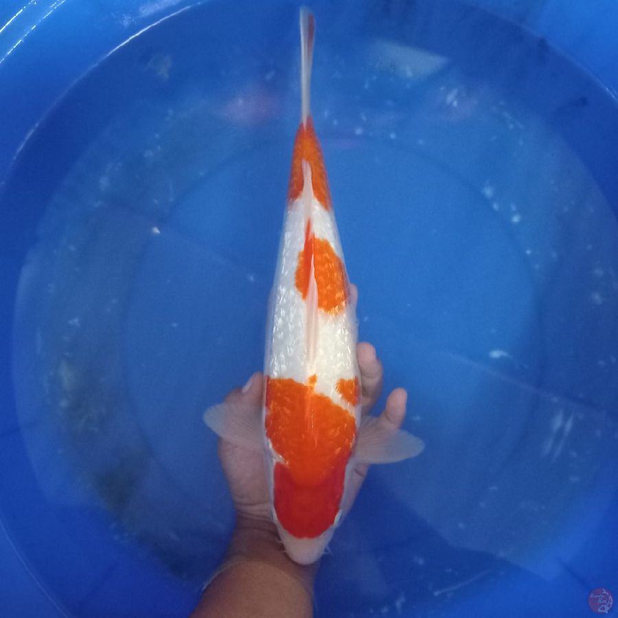 *KOHAKU MUNUK//FM/39 CM*