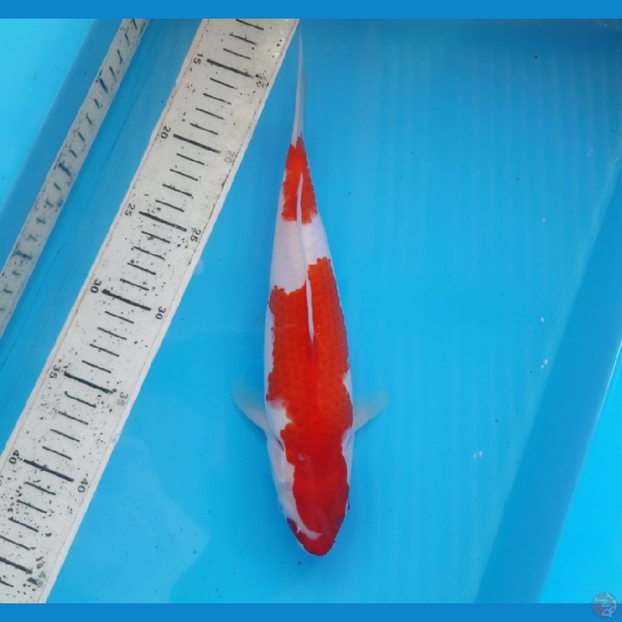 Kohaku 27cm female