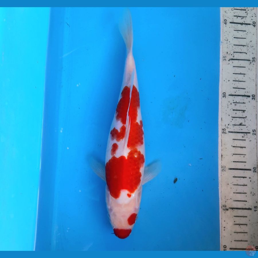 Kuchibeni kohaku 28cm female