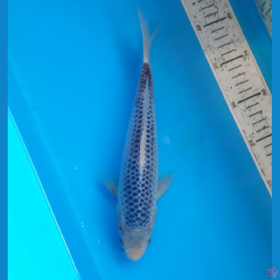 Asagi 26cm male