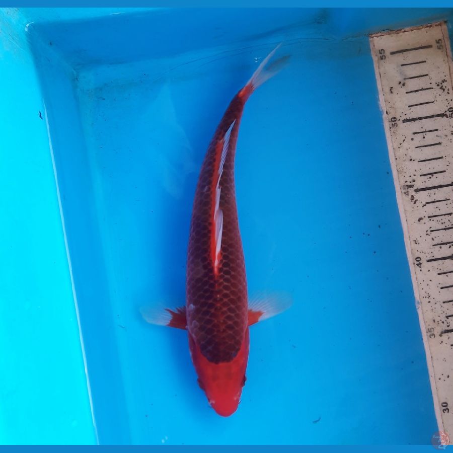 aka matsuba 27cm male