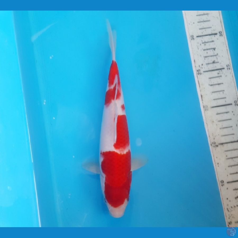 Kohaku 24cm male