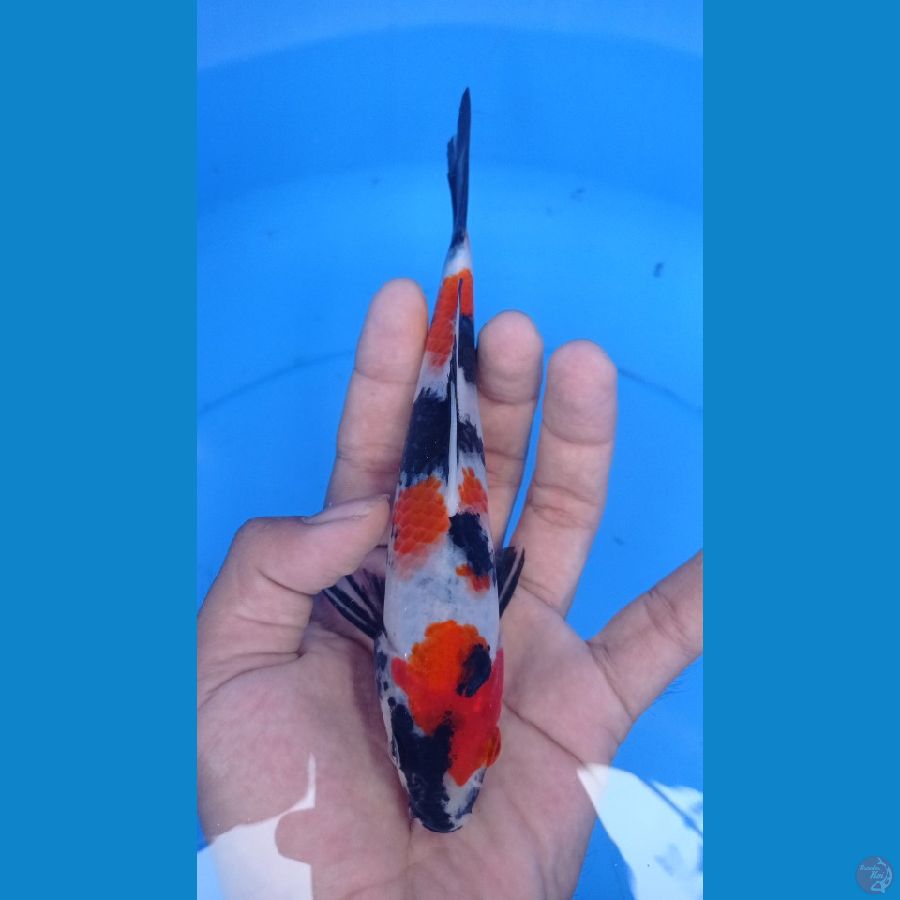 ~SHOWA 18CM~