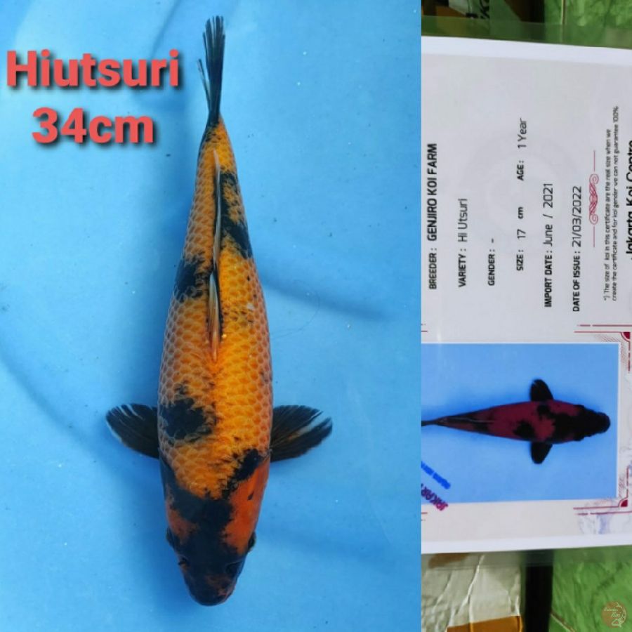 GENJIRO HIUTSURI 34CM