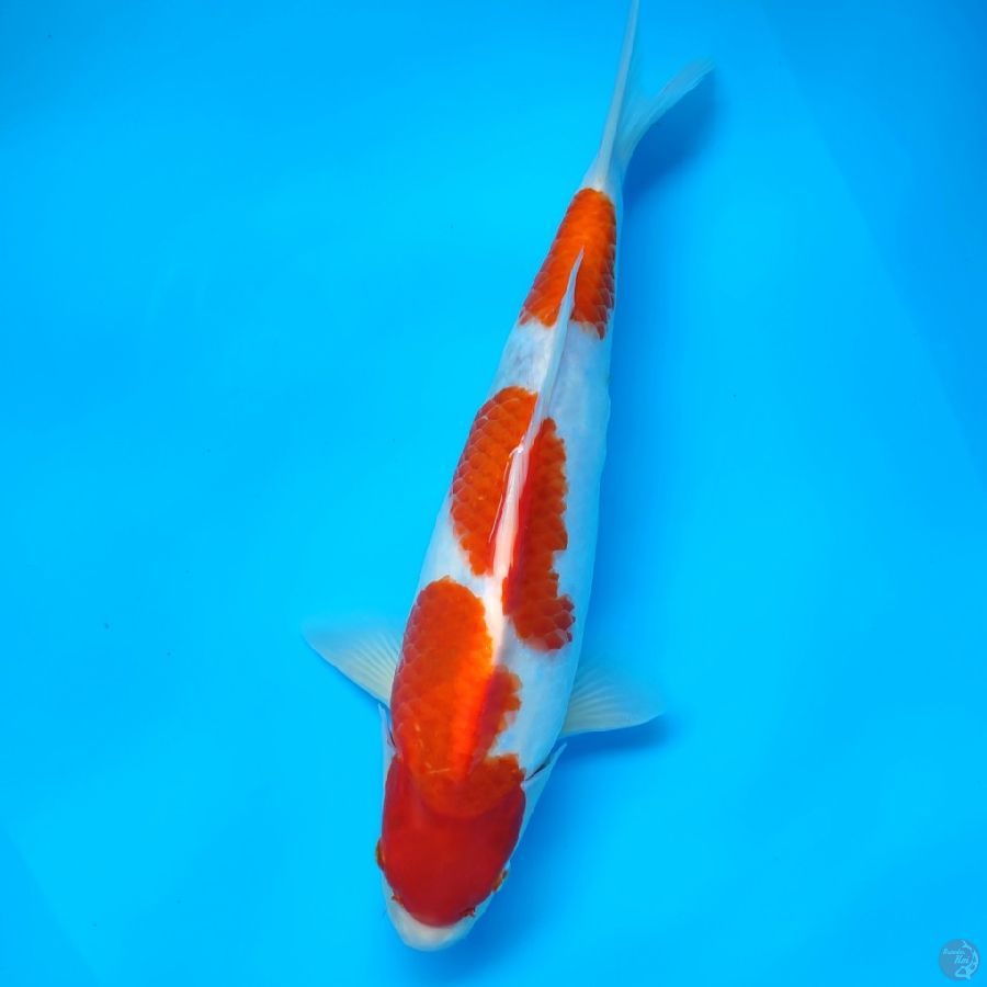 kohaku original