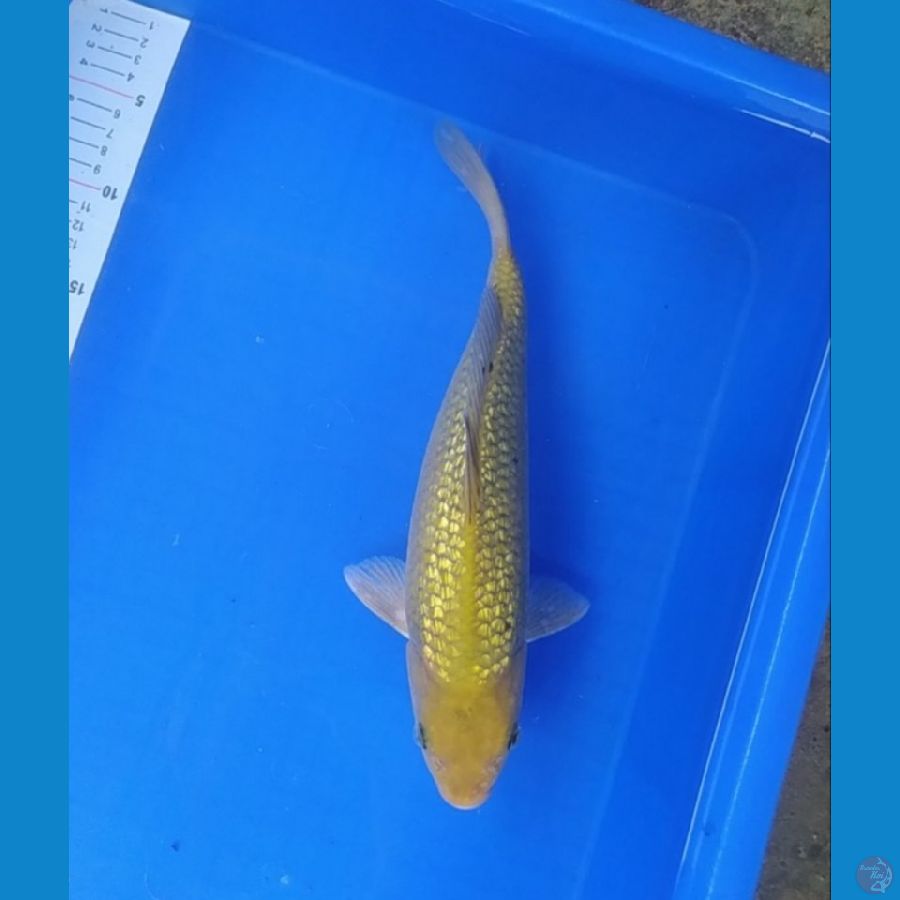 midori. ginrin 32 cm