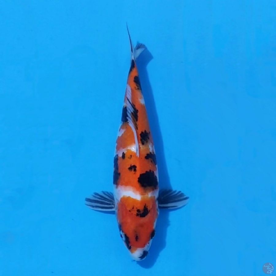 4. SHOWA 29 CM FEMALE