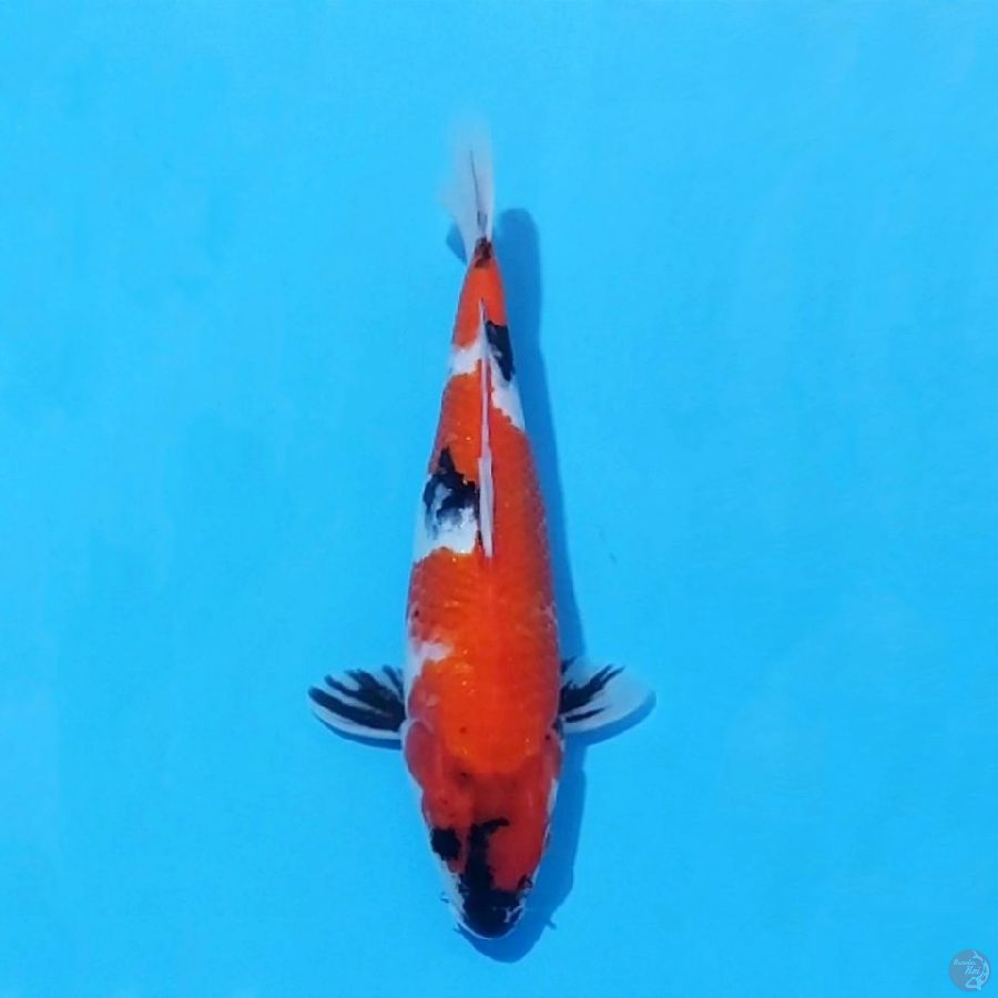 7. SHOWA TATEGOI 27 CM FEMALE