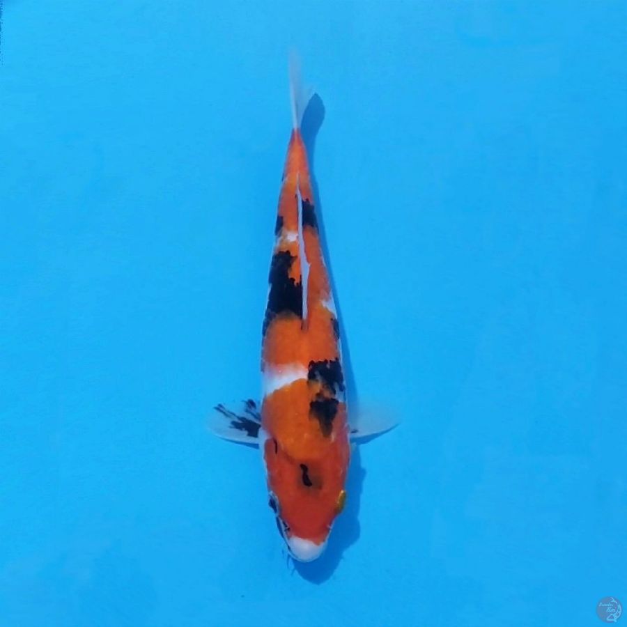 9. SHOWA 28 CM FEMALE