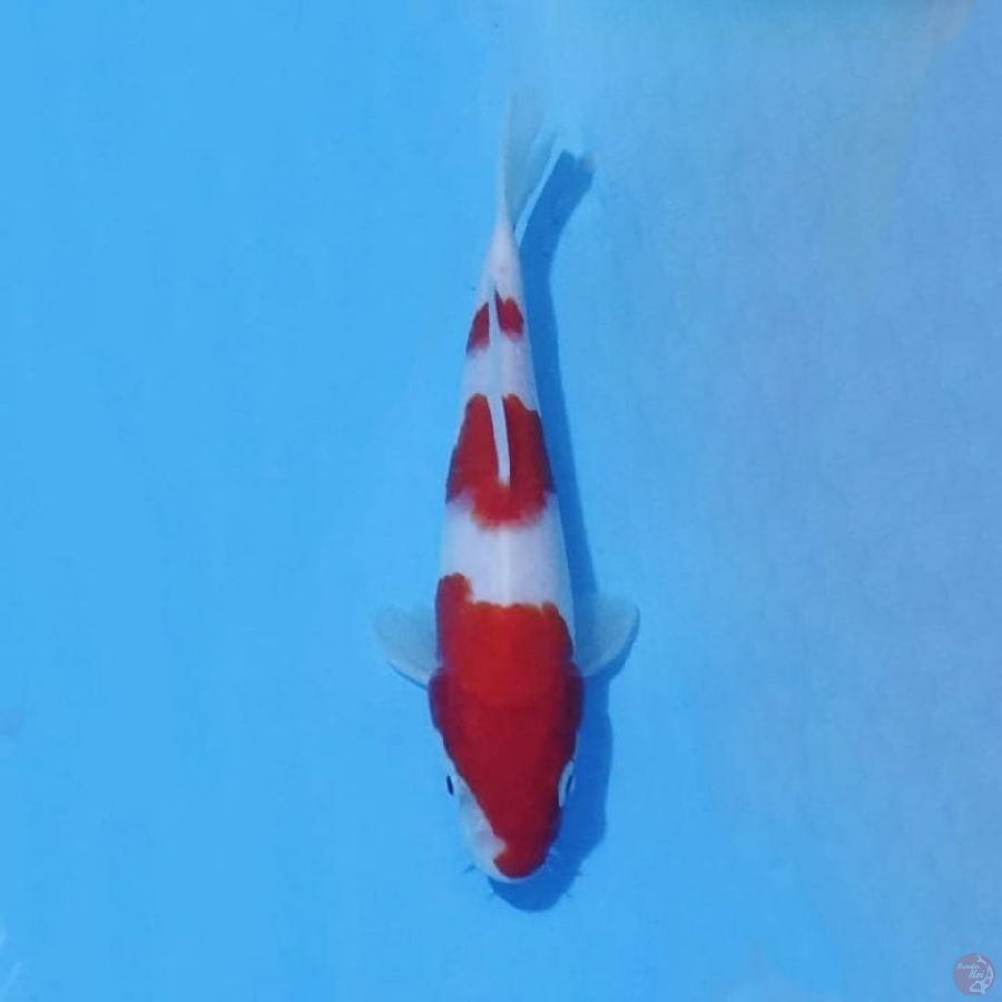 11. KOHAKU 16 CM