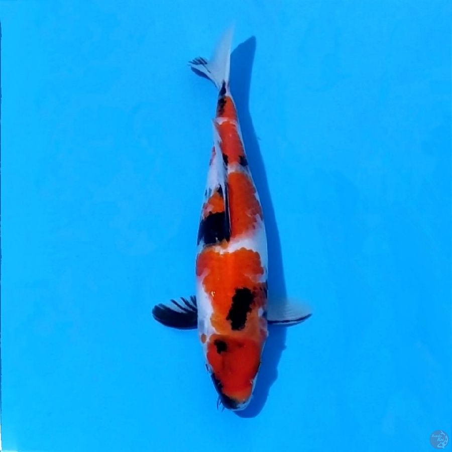 14. SHOWA 29 CM FEMALE