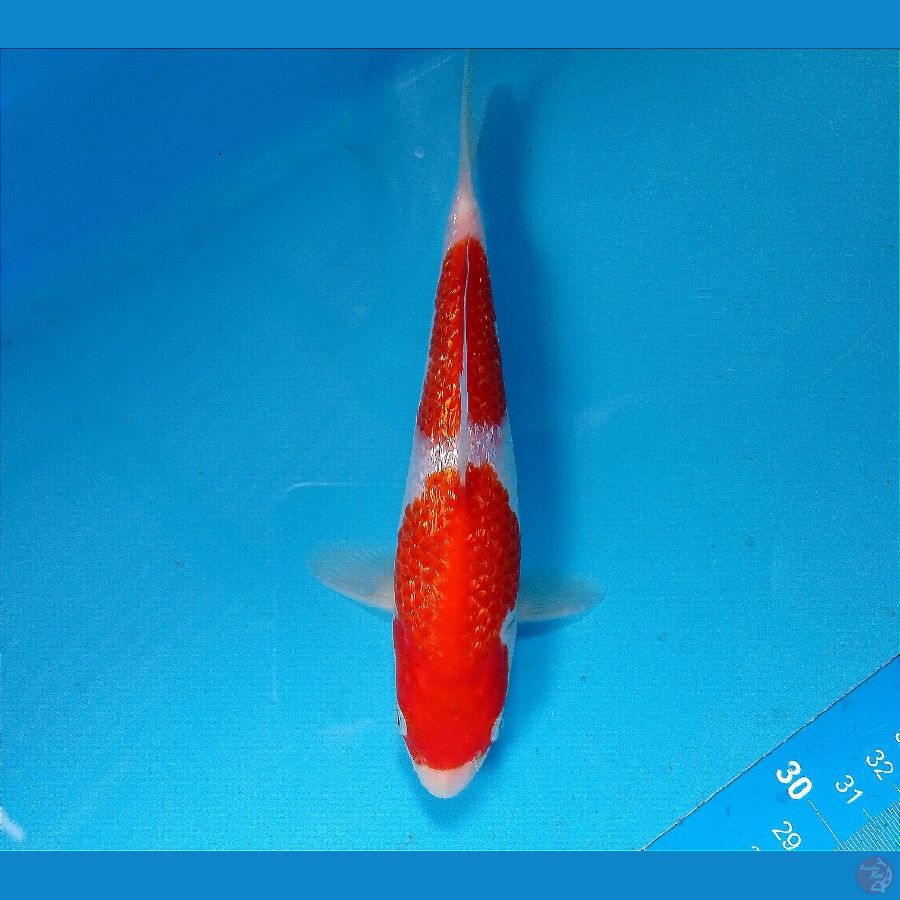 kohaku ginrin 17 cm