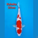 STRONG RED KOHAKU 32CM