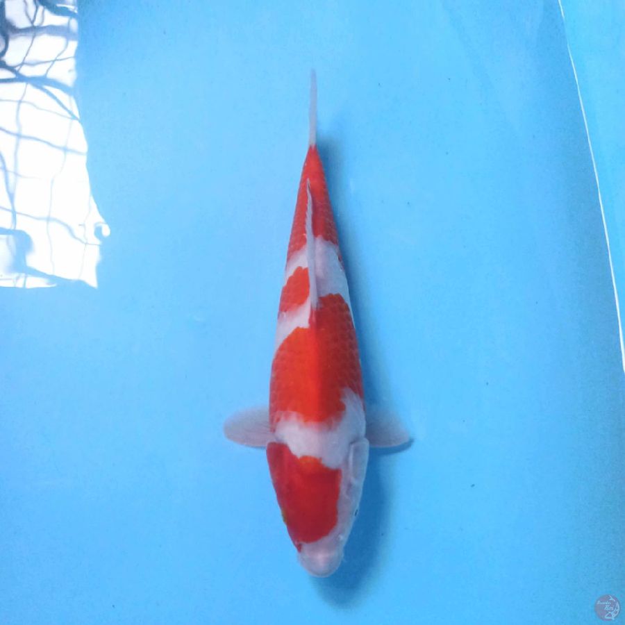 KOHAKU 30CM