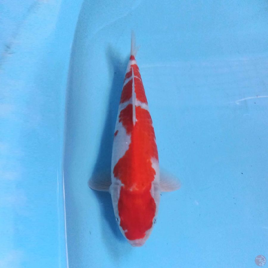 KOHAKU 29CM