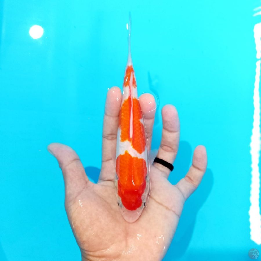 KOHAKU 14CM ™