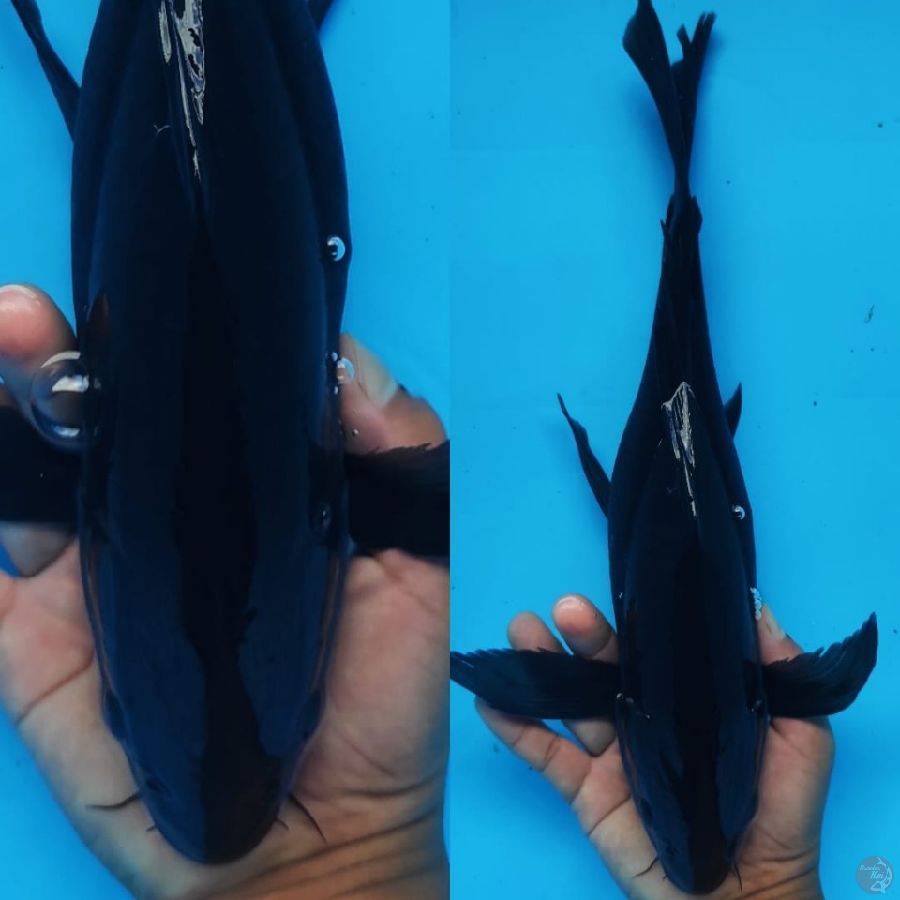 karasu kumpay hitam pekat /// 38cm 