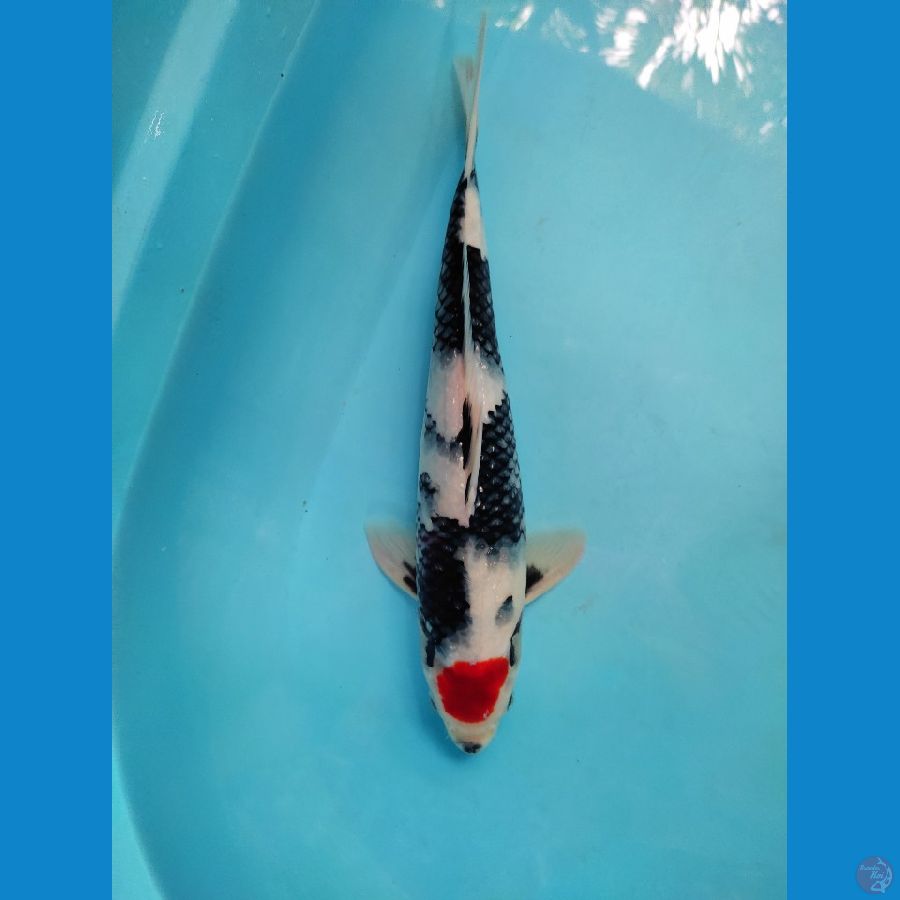 T. showa Orysinil