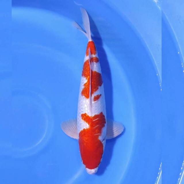 KOHAKU GINRIN 42CM