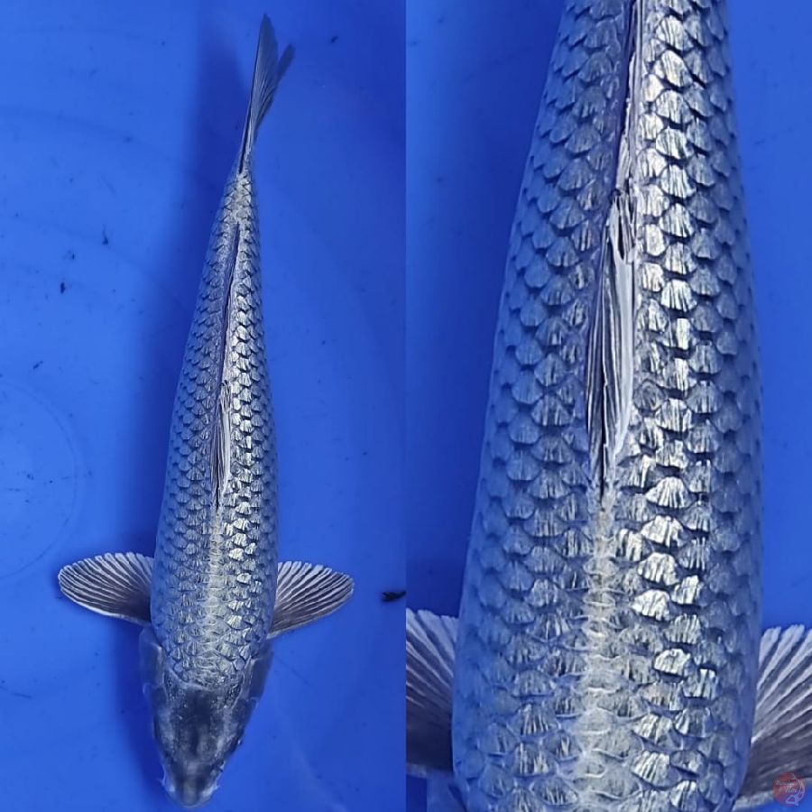 mukasi ginrin padat /// 36cm
