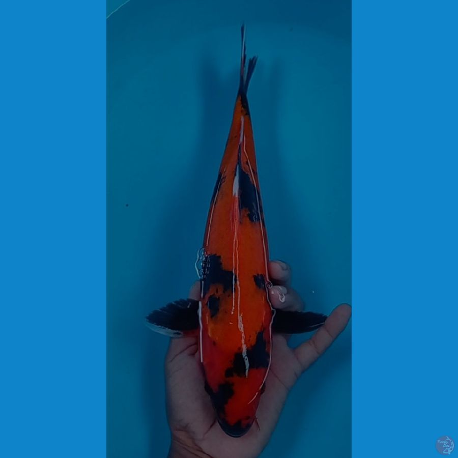utsuri 35 cm male