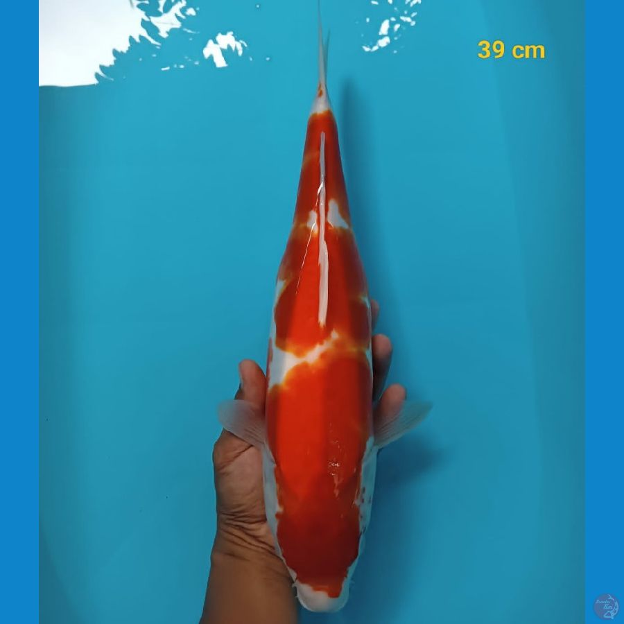 kohaku 39cm