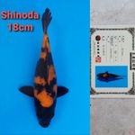 SHINODA HIUTSURI 18CM