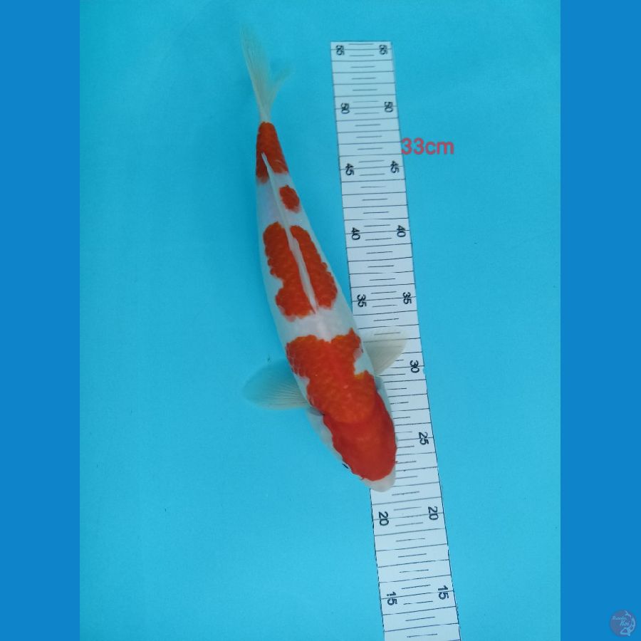 kohaku 33 cm