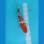 kohaku 33 cm